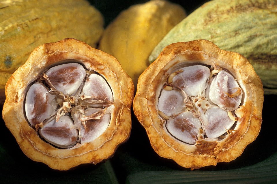 cacao.jpg