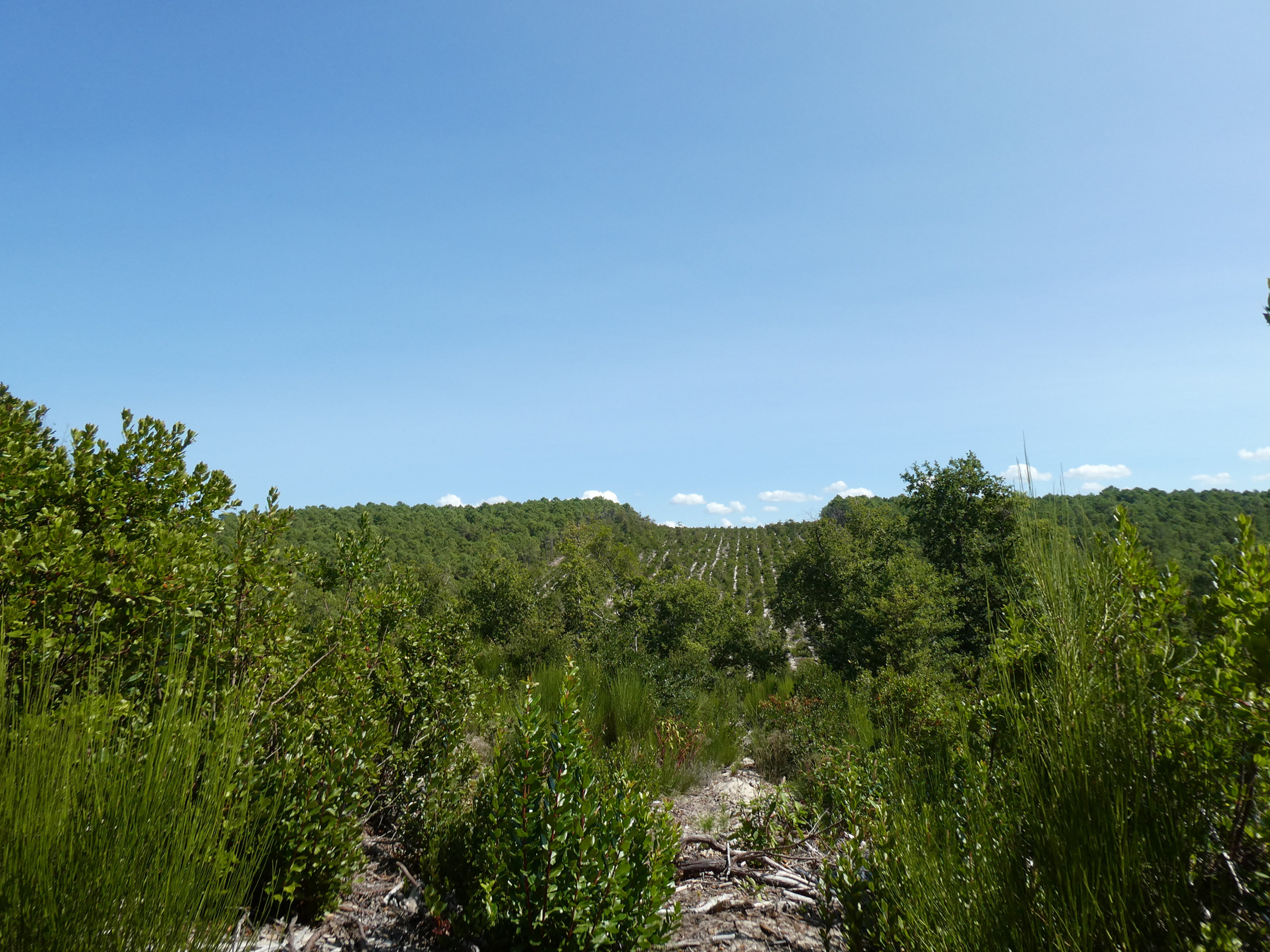 - MERVEILLE DES LANDES ORGANIC - Soins de la peau sensible Régénération complète