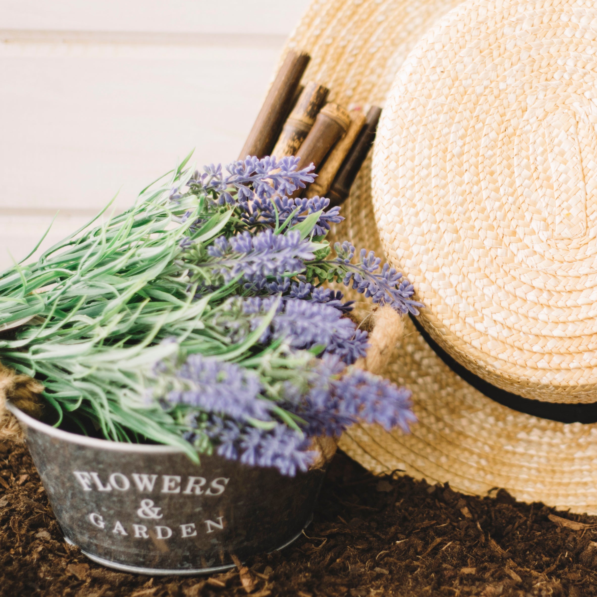 lavenderplants-metal-pot_f680a1f5-8203-444a-be78-e9e8227d6d4b.jpg